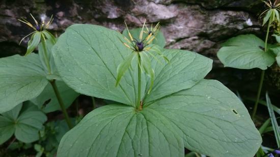 Grass Wood Nature Reserve